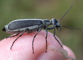 Margined Blister Beetle Margined Blister Beetle